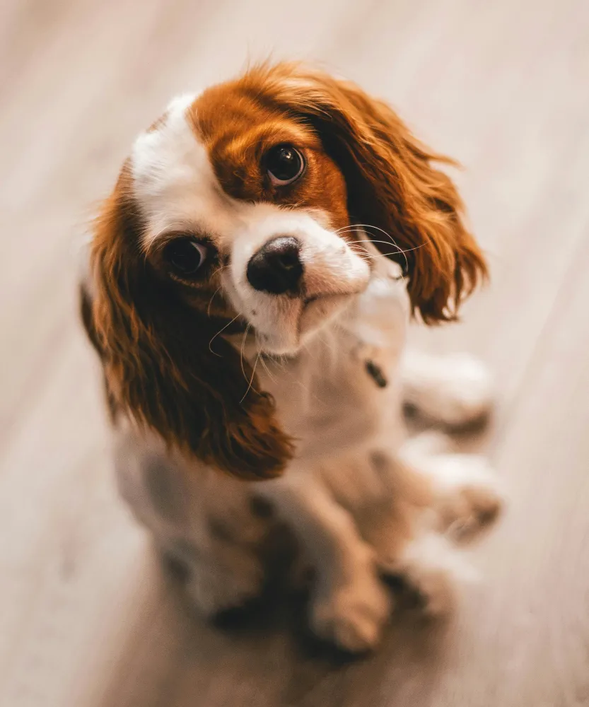 Cocker Spaniel Inglês