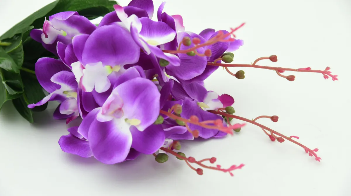 Conheça os principais cuidados para cultivar suas orquídeas